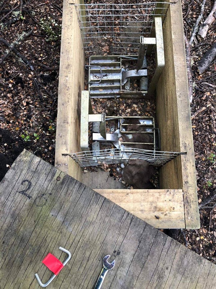trapped stoat